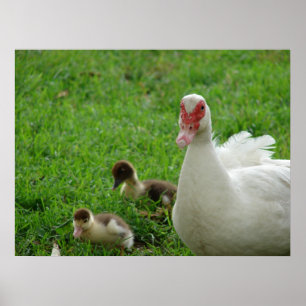 Póster Gallina y anadones de Muscovy