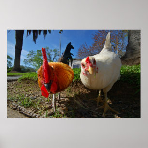 Póster gallina y gallo