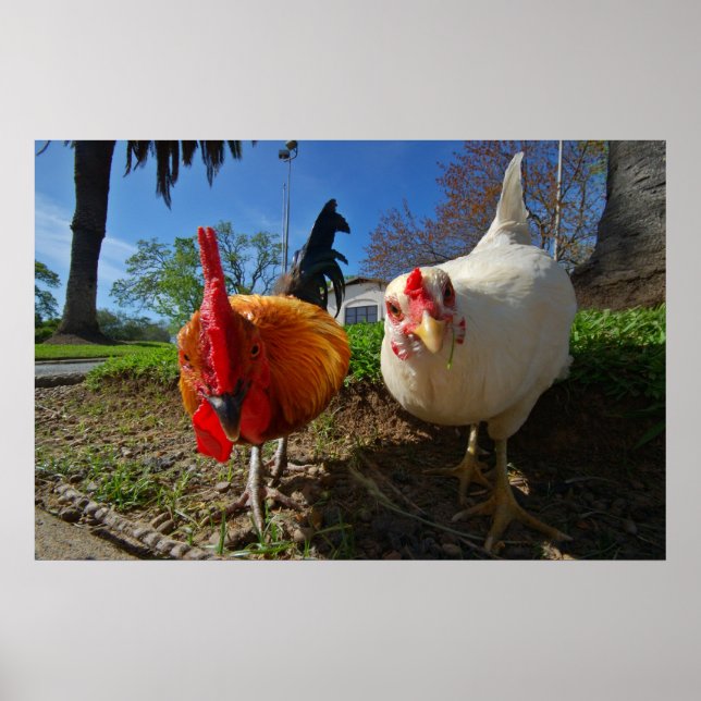 Póster gallina y gallo (Frente)