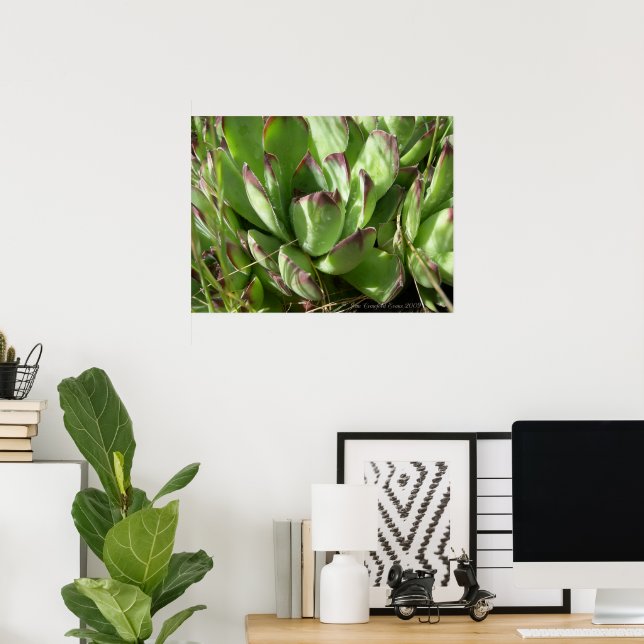 Póster Gallina y pollitos (Sempervivum) (Oficina en casa)