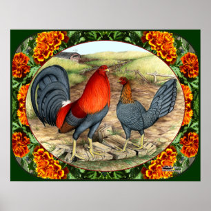Póster Gallinas de Juego Hermosas