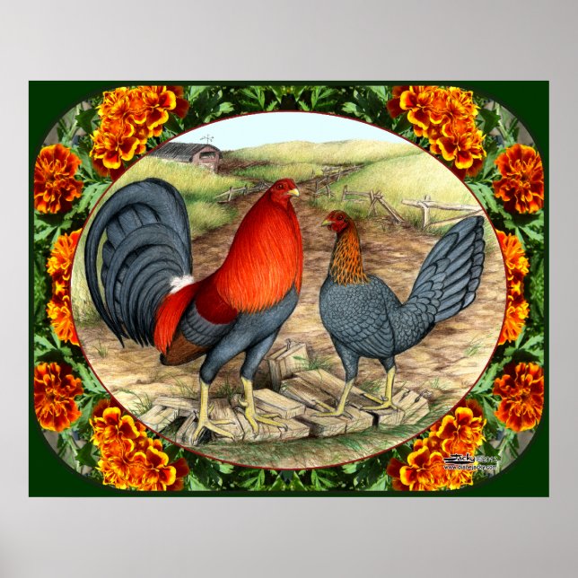 Póster Gallinas de Juego Hermosas (Frente)
