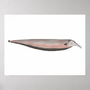 Póster Gallineta bovina de Oxyrhynchus