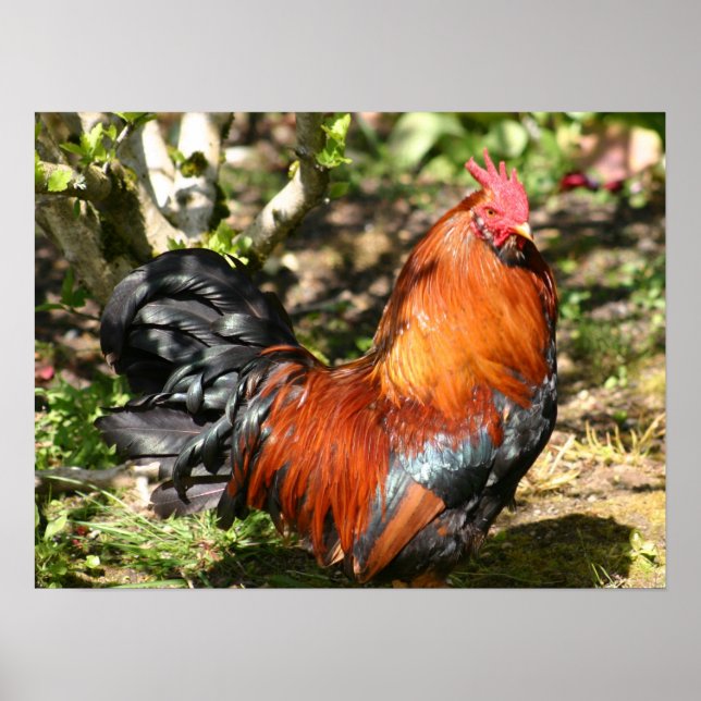 Póster gallo (Frente)