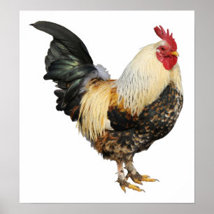 Póster Gallo aislado