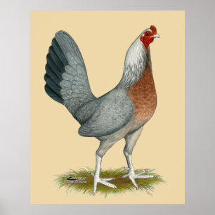 Póster Gallo Americano Azul Plateado