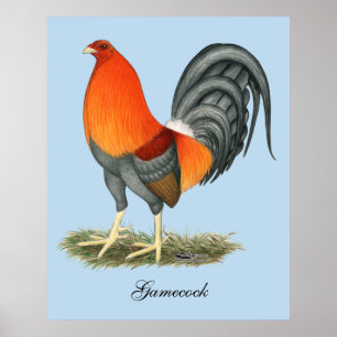 Póster Gallo Azul Rojo Gamecock