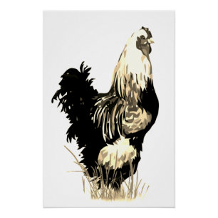 Póster Gallo de granja ave negro blanco acuarela