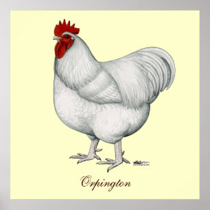 Póster Gallo del blanco de Orpington