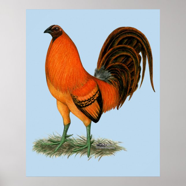 Póster Gallo Ginger Rojo Gamecock (Frente)