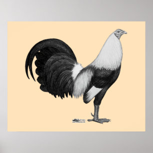 Póster Gallo Gris Duckwing