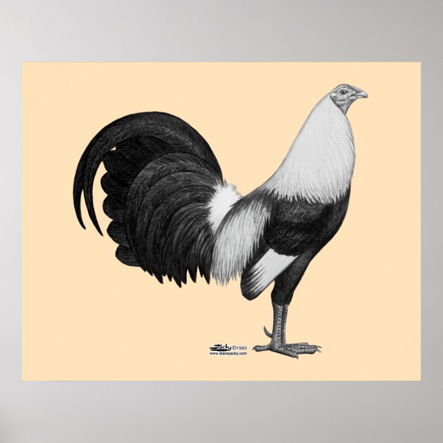 Póster Gallo Gris Duckwing (Frente)