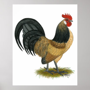 Póster Gallo holandés:  Gallo azul de las codornices