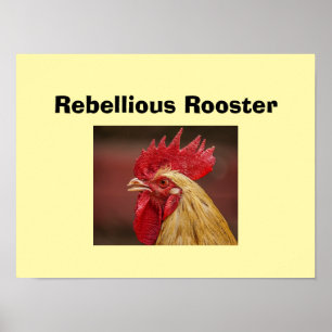 Póster Gallo Rebelde 