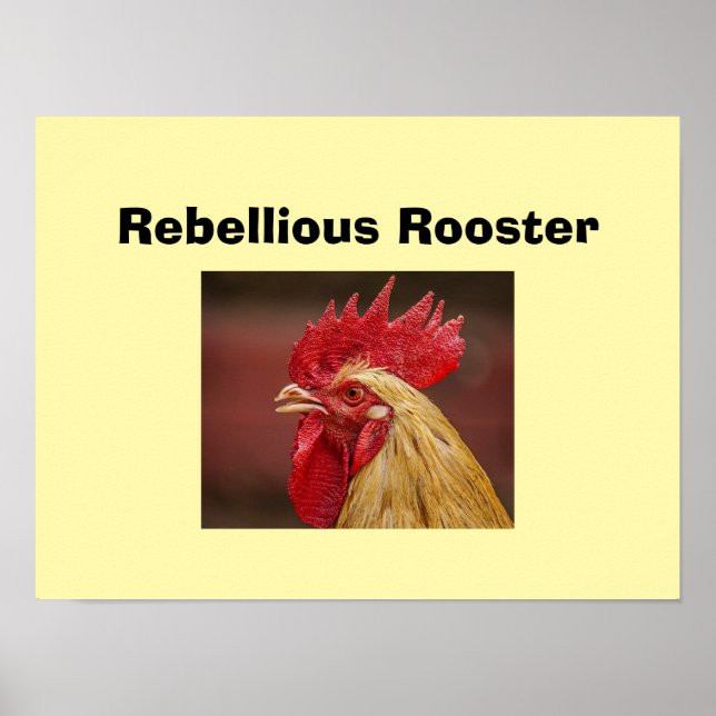 Póster Gallo Rebelde  (Frente)