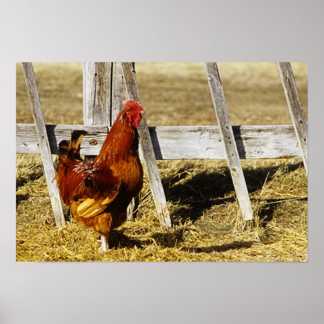 Póster Gallo rojo de Rhode Island (Frente)