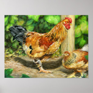 Póster Gallo y gallina de patio