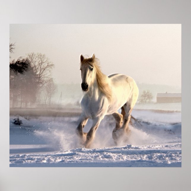 Póster Gallopaje de caballos blancos a través de la nieve (Frente)