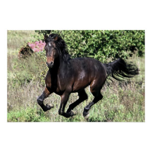 Póster Galloping Chestnut Horse