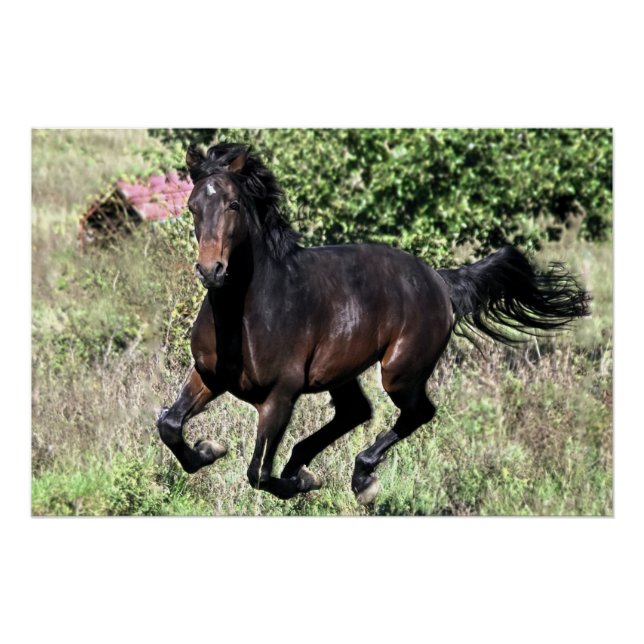 Póster Galloping Chestnut Horse (Anverso)