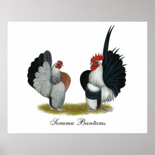 Póster Gallos de Serama