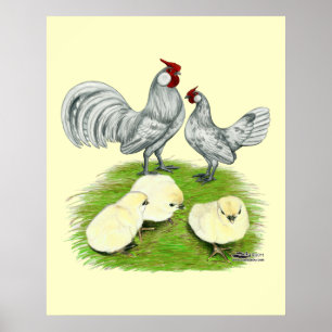 Póster Gallos y pollitos Rosecomb