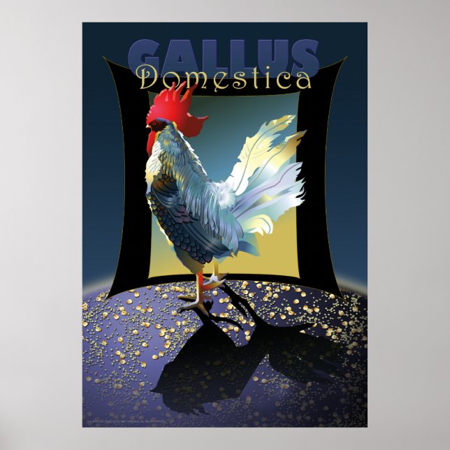 Póster Gallus Domestica (Frente)