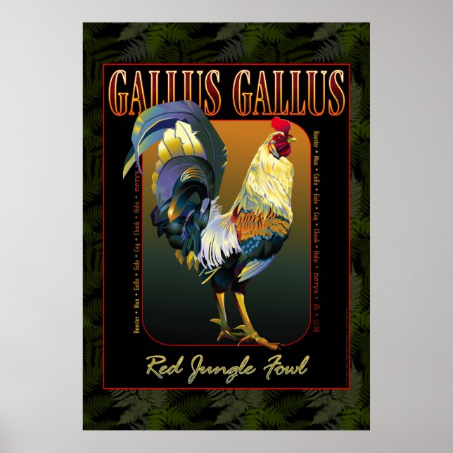 Póster Gallus Gallus International (Frente)