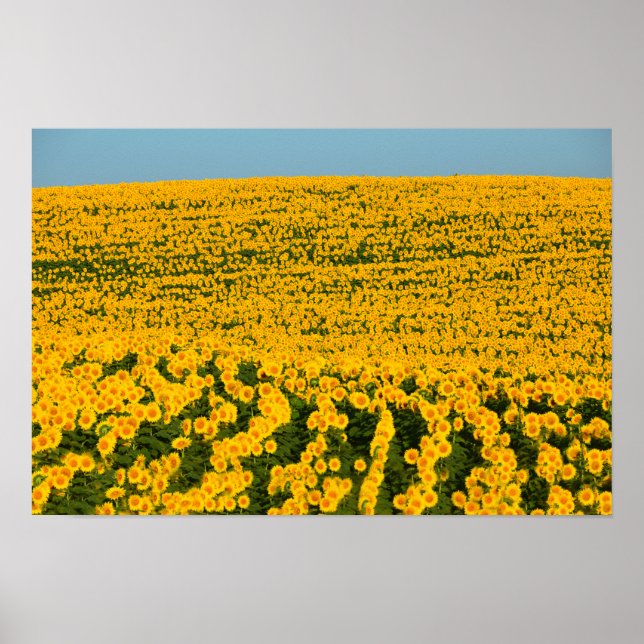 Póster Galore de girasoles (Frente)