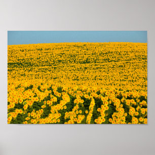 Póster Galore de girasoles