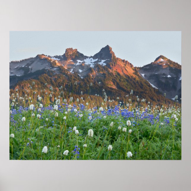 Póster Gama Tatoosh y flores silvestres | Mt. Rainier (Frente)