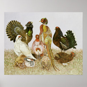 Póster Game Birds