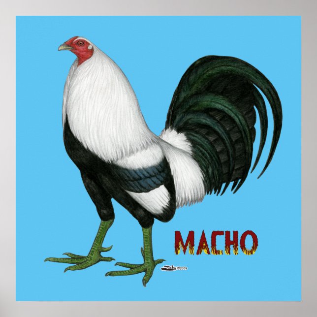 Póster Gamecock Macho Duckwing (Frente)