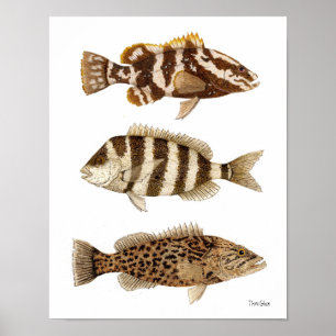 Póster Gamefish- Grouper Nassau, Sheepshead y Grouper Mor