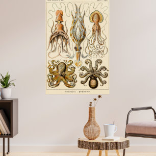 Póster Gamochonia de pulpo calamar por Ernst Haeckel