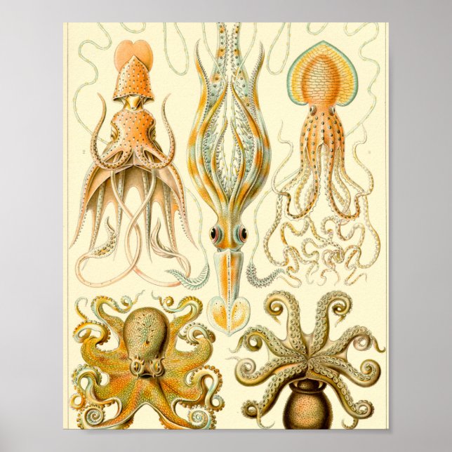 Póster Gamochonia - Ernst Haeckel (Frente)