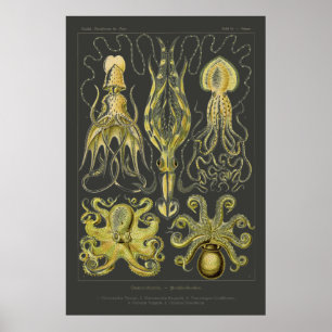 Póster Gamochonia - Ernst Haeckel Squid, Octopod