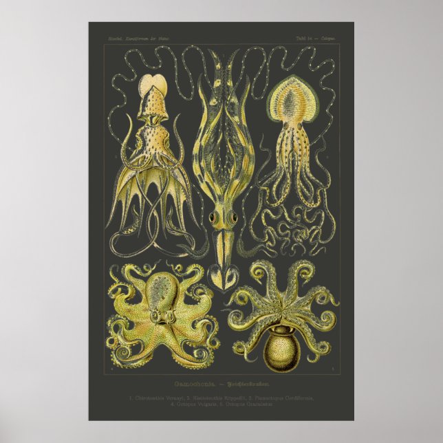 Póster Gamochonia - Ernst Haeckel Squid, Octopod (Frente)