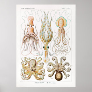 Póster Gamochonia-Trichterkraken por Ernst Haeckel