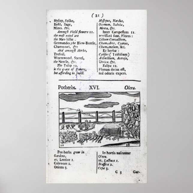 Póster Ganadería vegetal de "Orbis sensualism pictus" (Frente)