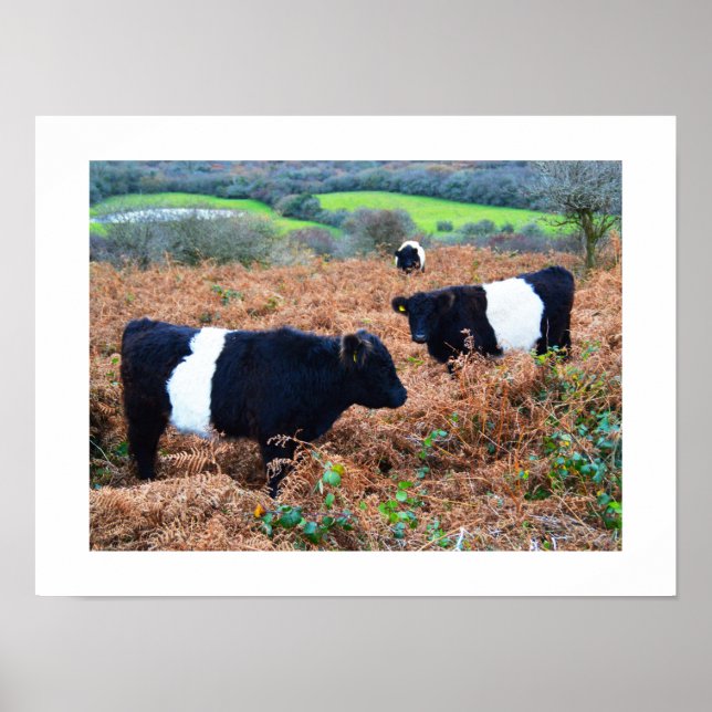 Póster Ganado Belted Galloway (Frente)