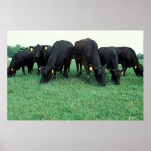 Póster Ganado de Angus