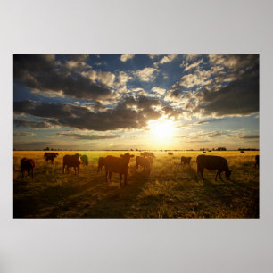 Póster Ganado En Campo, Atardecer