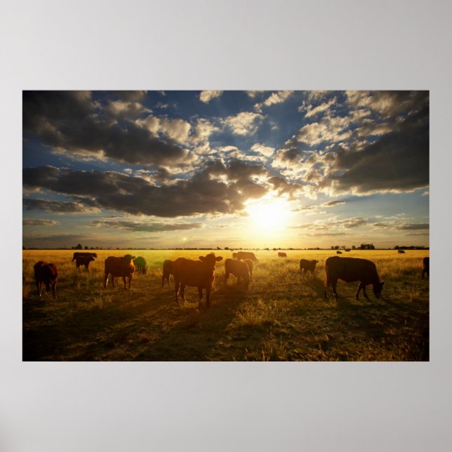 Póster Ganado En Campo, Atardecer (Frente)