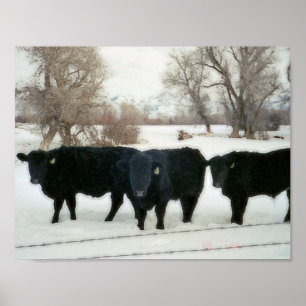 Póster Ganado negro en nieve