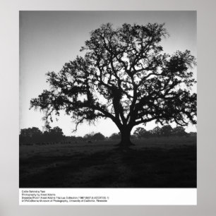 Póster Ganado tras un árbol por Ansel Adams