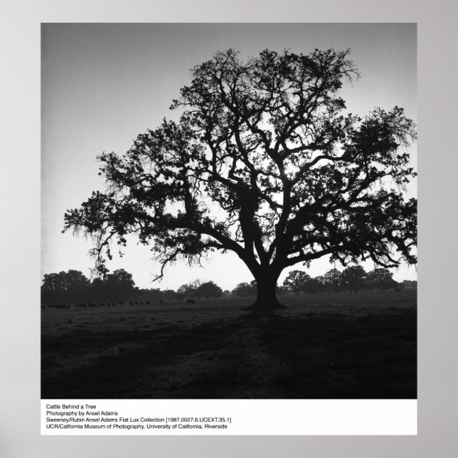 Póster Ganado tras un árbol por Ansel Adams (Frente)