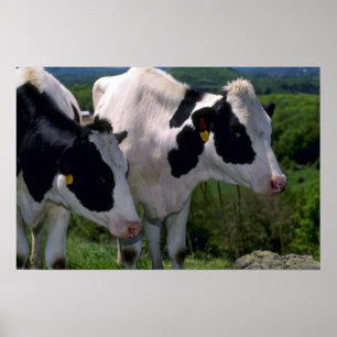 Póster Ganados lecheros de Holstein