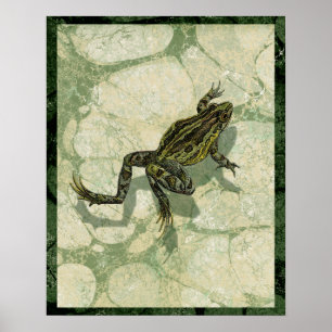 Póster Ganar toad en el agua