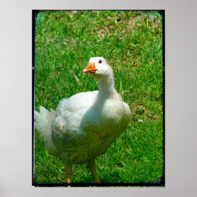 Póster Gander (Frente)